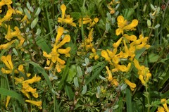 Corydalis crystallina