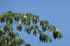 Muntingia calabura