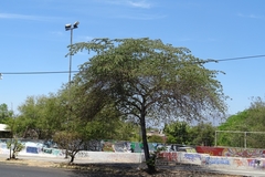 Muntingia calabura