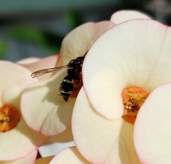 Parancistrocerus minimoferus