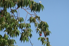 Muntingia calabura