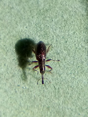 Neocyba metrosideros