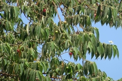 Muntingia calabura