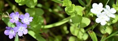 Phacelia glabra