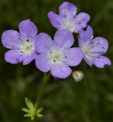 Phacelia glabra