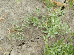 Hesperevax sparsiflora