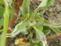 Hesperevax sparsiflora