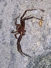 Xysticus elegans