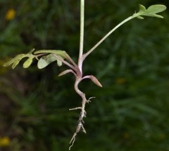 Phacelia glabra