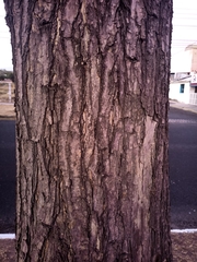 Tabebuia rosea