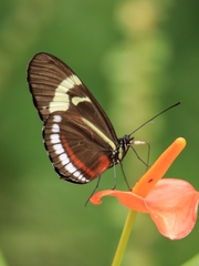 Heliconius cydno cydnides