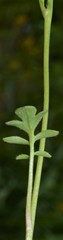 Phacelia glabra