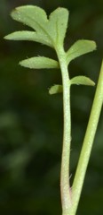 Phacelia glabra