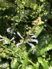 Salvia tashiroi