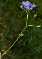 Phacelia glabra