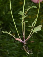 Phacelia glabra