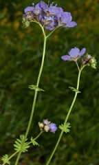 Phacelia glabra