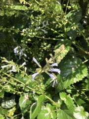 Salvia tashiroi