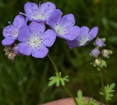 Phacelia glabra
