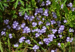 Phacelia glabra