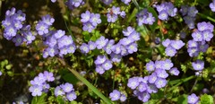 Phacelia glabra