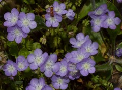 Phacelia glabra