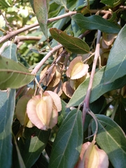Combretum erythrophyllum