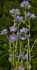 Phacelia glabra