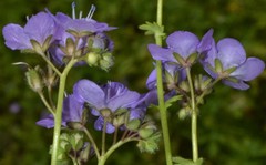 Phacelia glabra