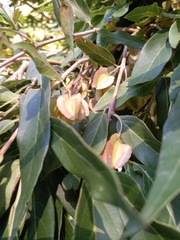 Combretum erythrophyllum
