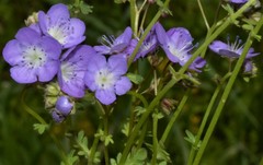 Phacelia glabra