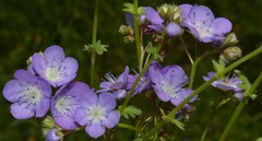 Phacelia glabra