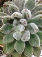 Echeveria pulvinata