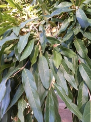Combretum erythrophyllum