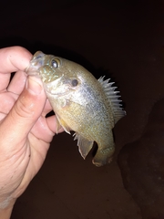 Lepomis cyanellus