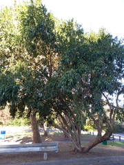 Combretum erythrophyllum
