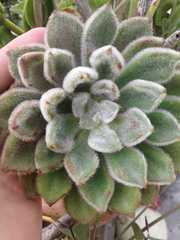 Echeveria pulvinata