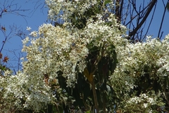 Cordia elaeagnoides