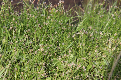 Image of Eleocharis montevidensis by (c) Millie Basden, some rights reserved (CC BY)