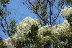 Cordia elaeagnoides