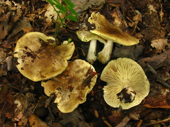 Tricholoma palustre