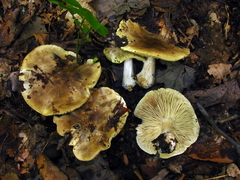 Tricholoma palustre