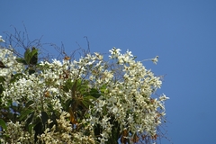 Cordia elaeagnoides
