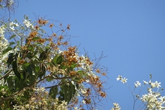 Cordia elaeagnoides
