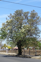 Cordia elaeagnoides