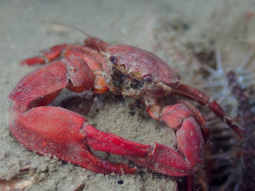 Long-clawed Porcelain Crab, photo 7 of 8