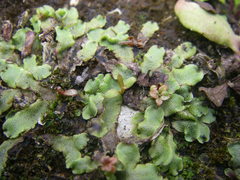 Marchantia quadrata