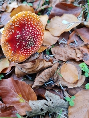 Amanita muscaria