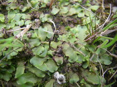 Marchantia quadrata