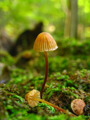 Galerina atkinsoniana